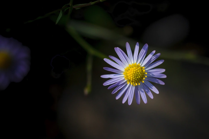 亿朵小花
