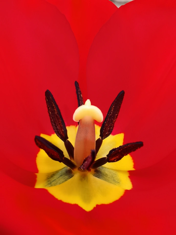 蕊