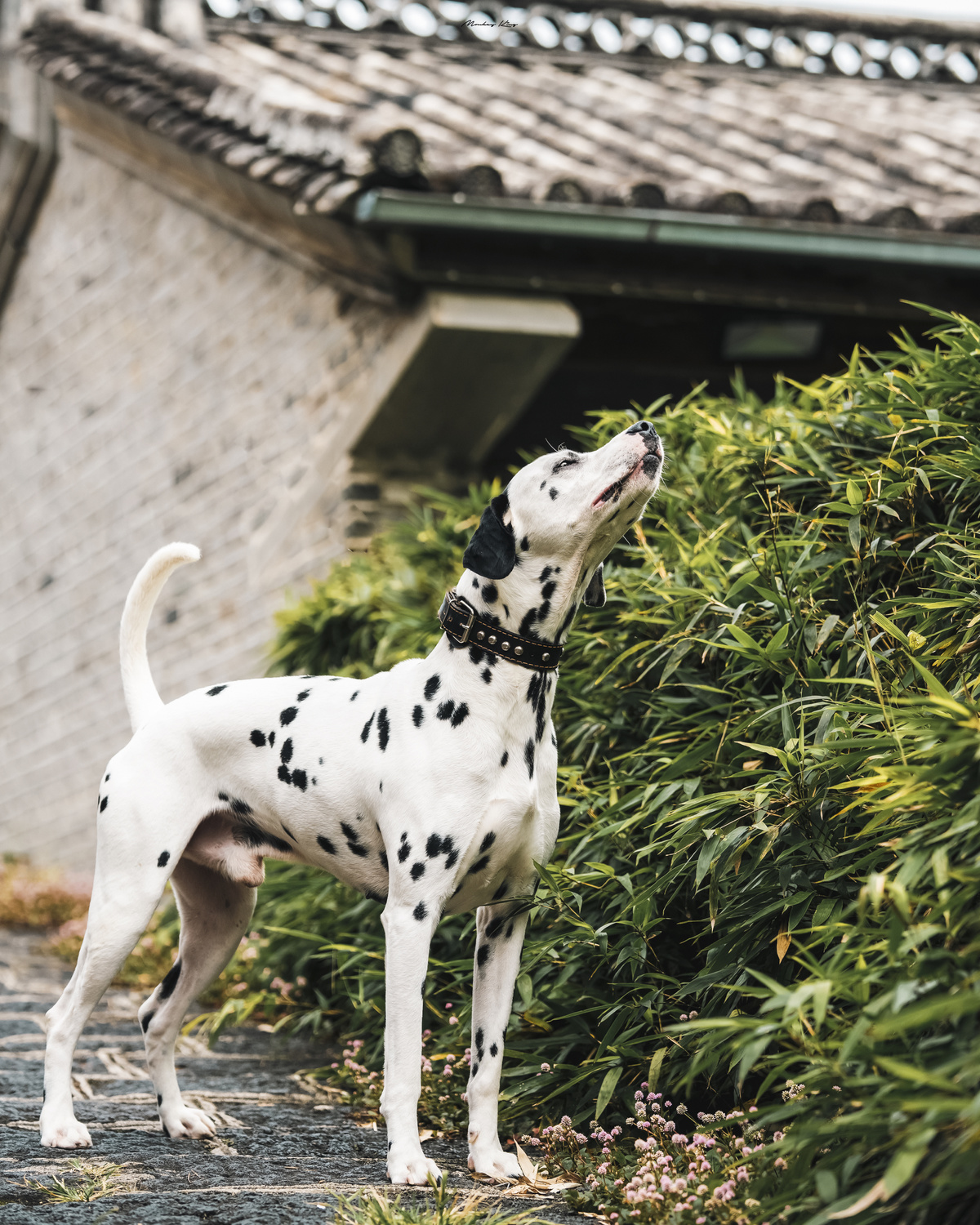 一只黑白相间的狗站在一丛灌木旁边
