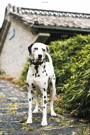一只 Dalmatian 狗站在砾石小径上 位于一所房子前面。