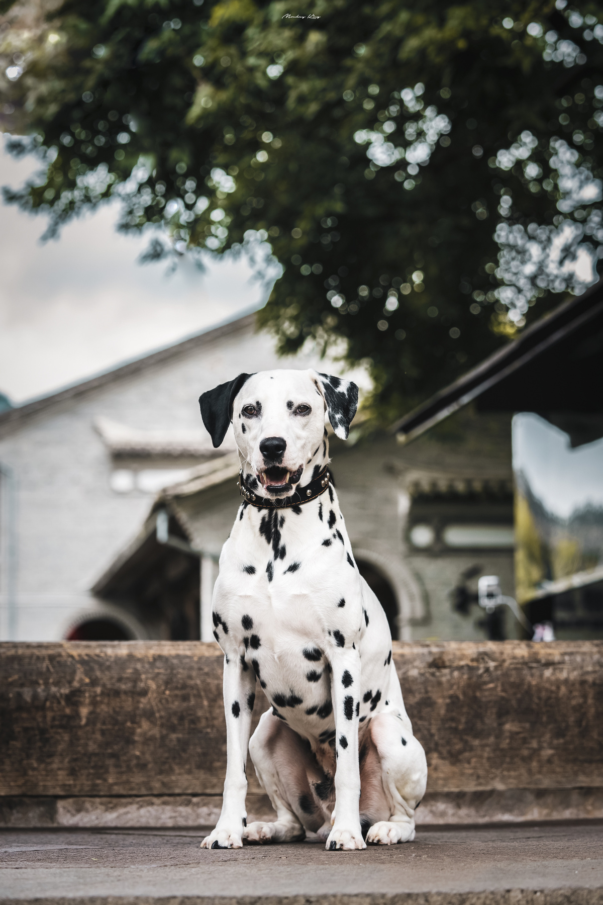 一只坐在房子前面的台阶上的 Dalmatian 狗