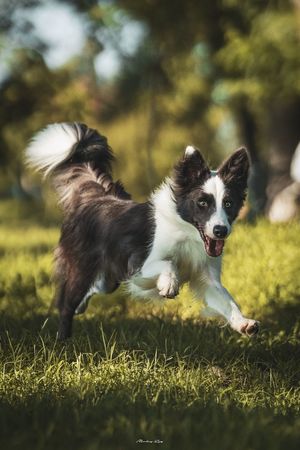 一只黑白相间的小狗在草地上奔跑