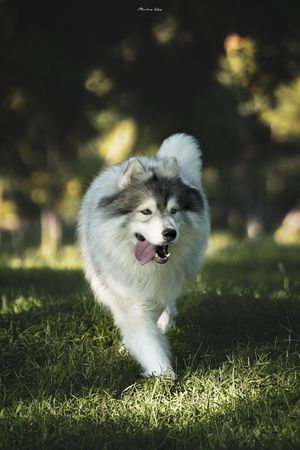 一只白色的狗在草地上奔跑