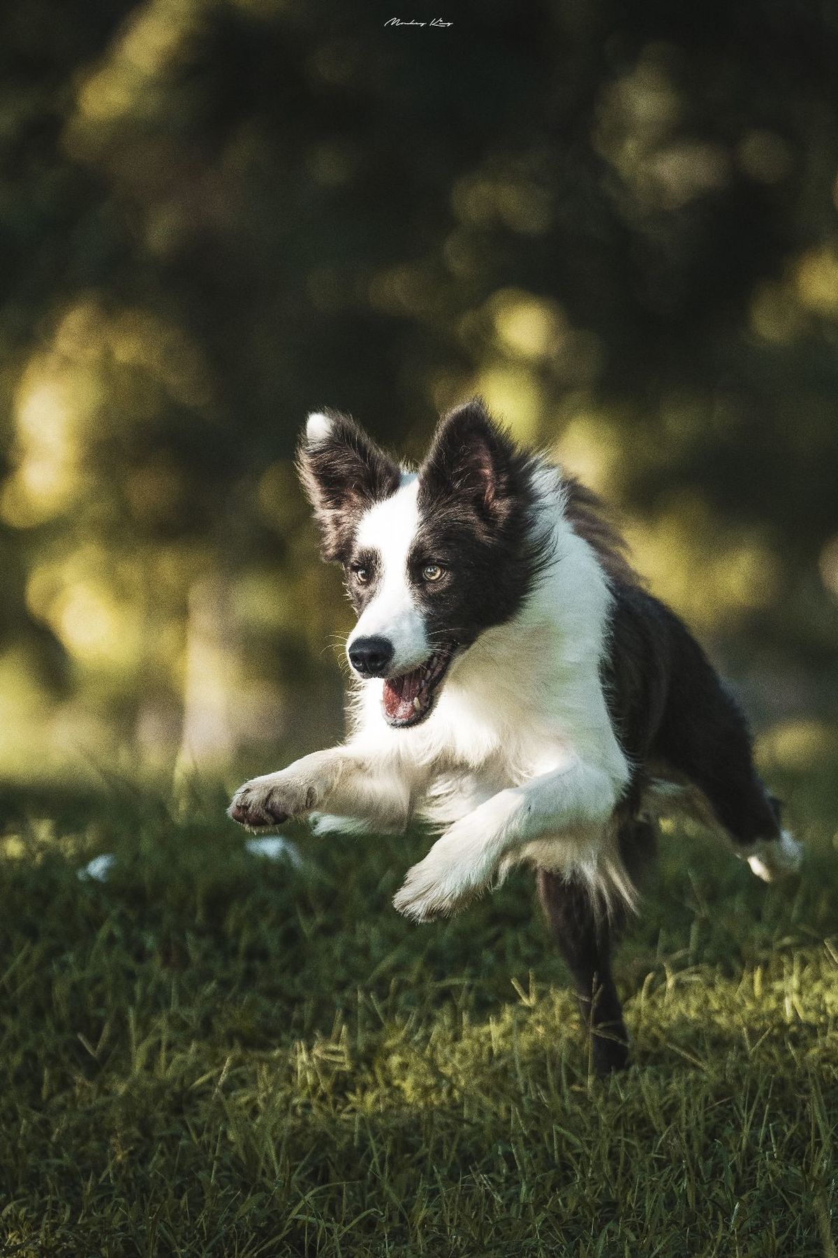 一只黑白相间的狗在草地上奔跑 手里拿着一个飞盘。