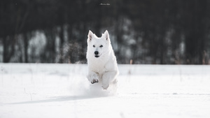 一只白色的狗在雪地中奔跑