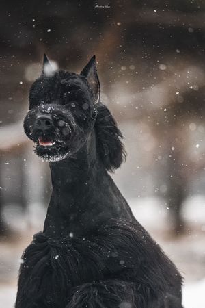 雪中的黑狗