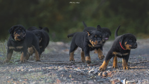 三只黑棕色的狗在泥土路上走
