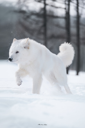 一只白色的狗在雪地里像狼一样奔跑