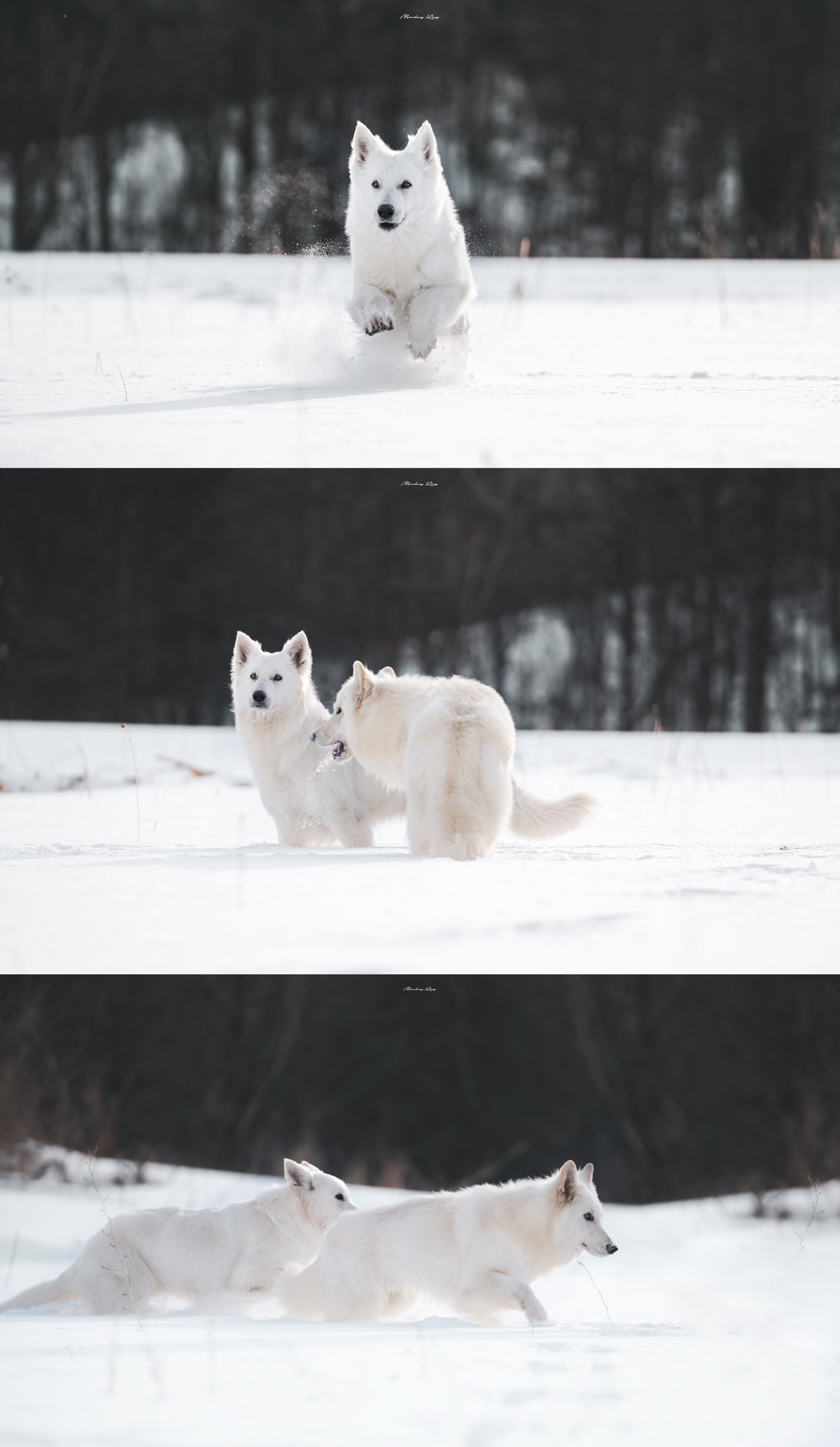 一组雪中的白色动物照片