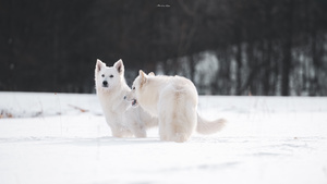 几只白色的狗在雪地上奔跑