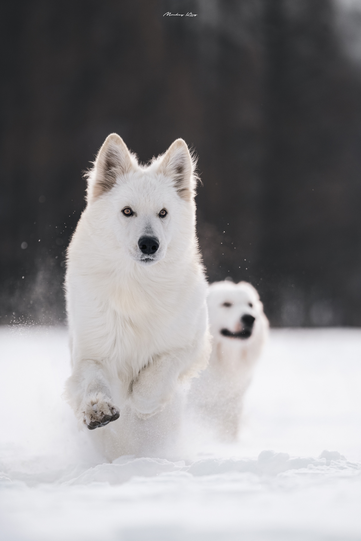 一只白色的狗在追逐一只白色的幼犬 它们在雪中奔跑。