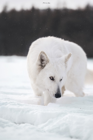 雪中的白狼