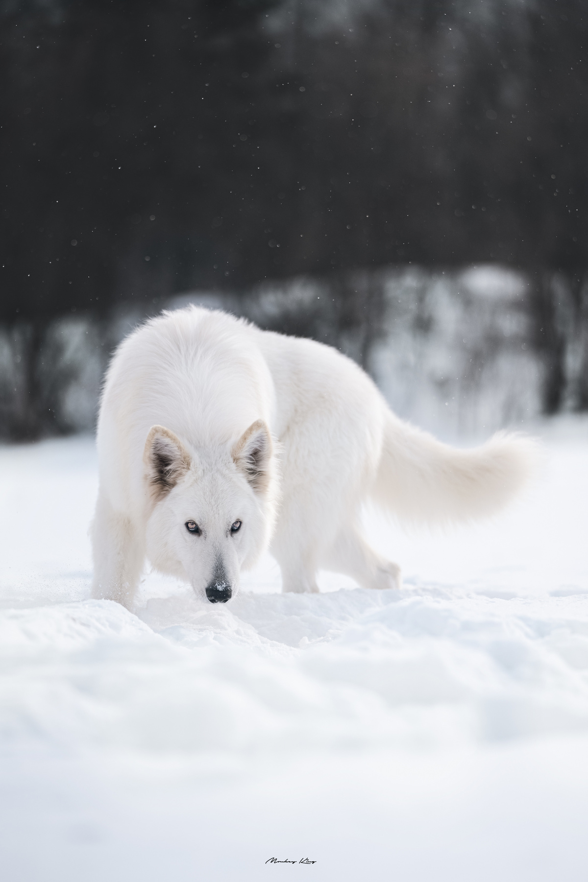 一只白色的狼在雪覆盖的田野中漫步