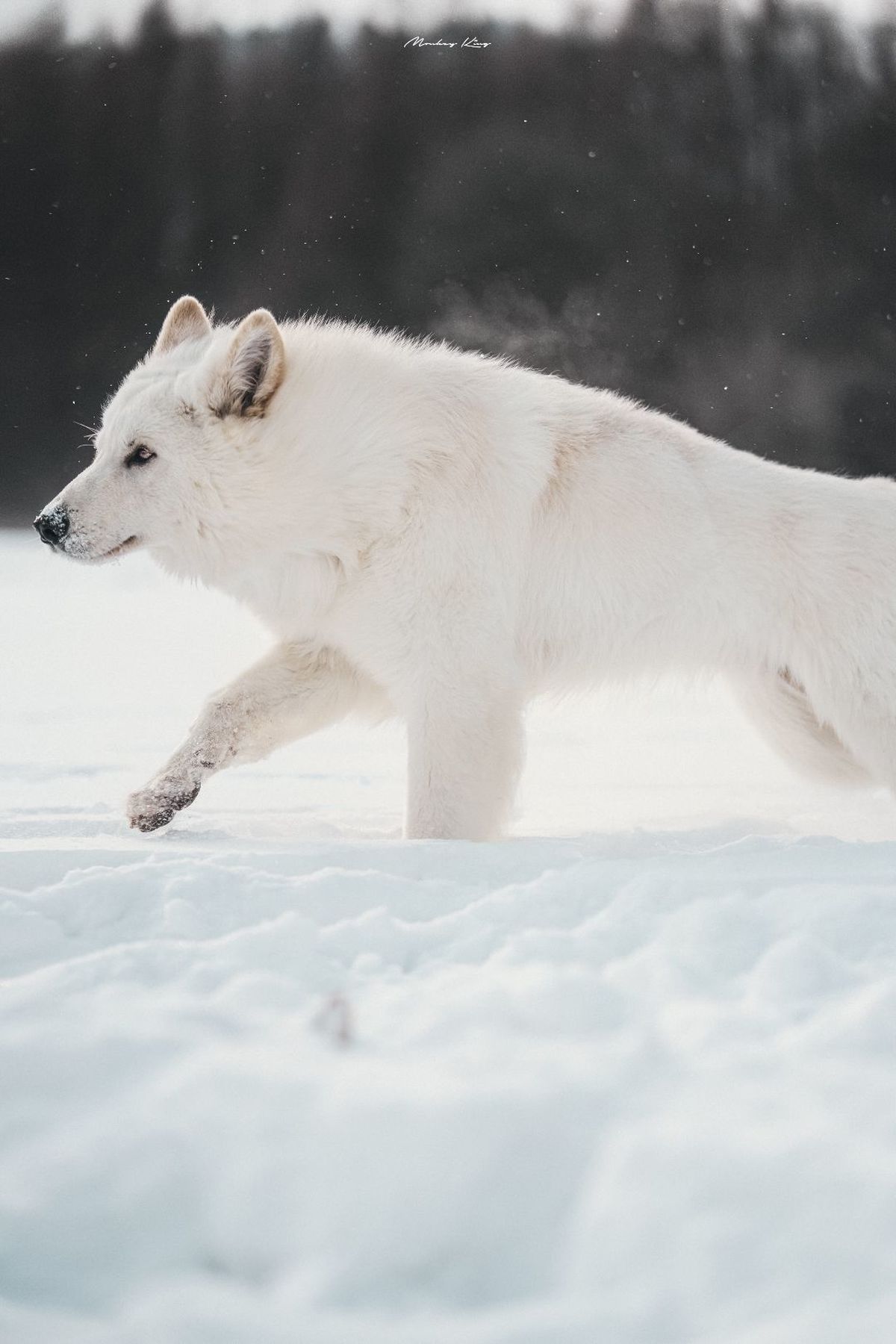 一只白色的狼在雪中行走
