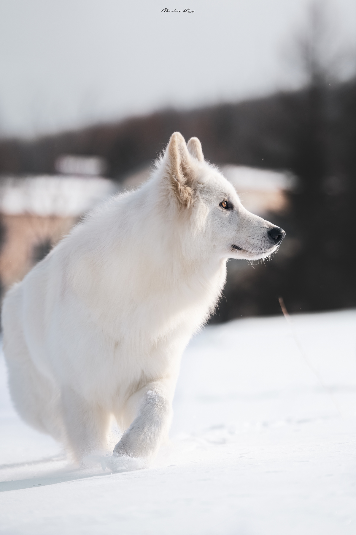 一只白色的狗在雪地上像狼一样奔跑