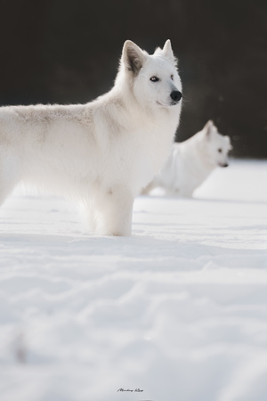 一只白色的狼站在雪中