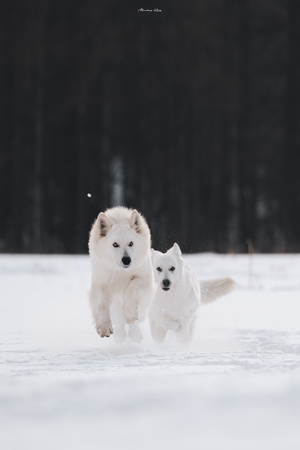 几只白色的狗在雪地里奔跑