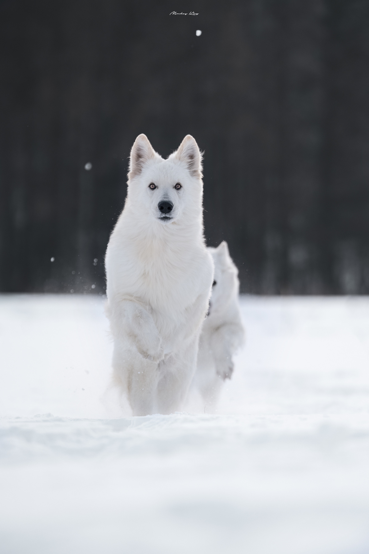 几只白色的狗在雪地里奔跑