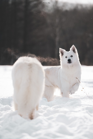 一只白色的狗站在雪地里