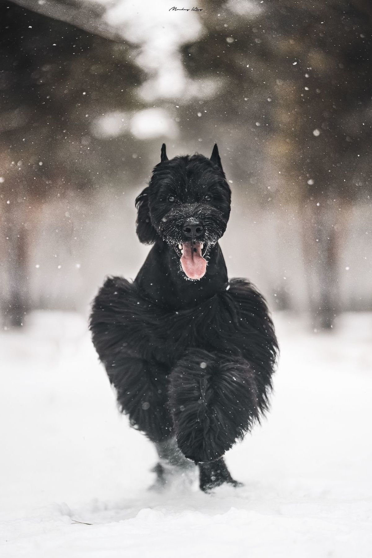 一只黑狗在雪中奔跑
