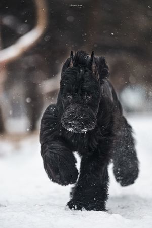 一只黑色的幼犬在雪地里奔跑