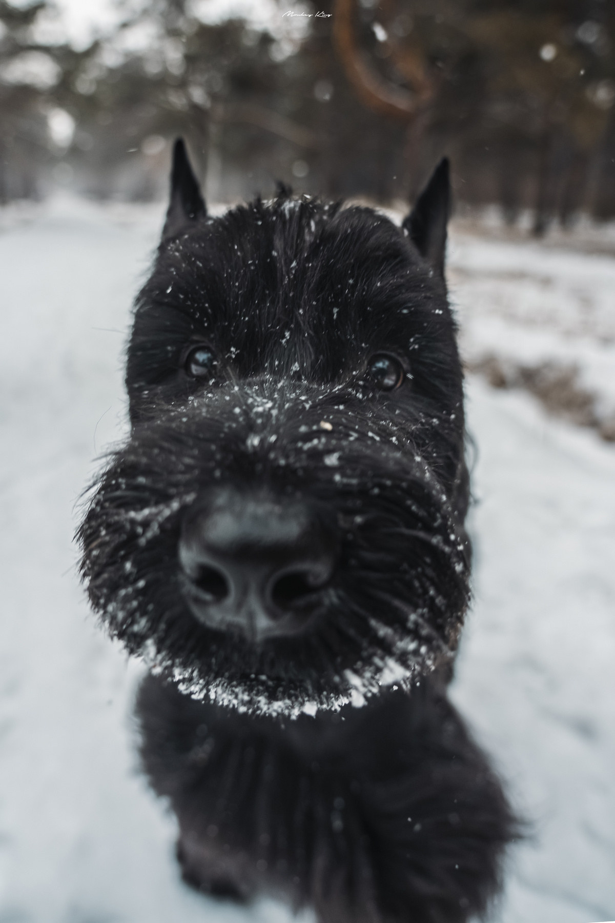 一只全身覆盖着雪花的黑色狗