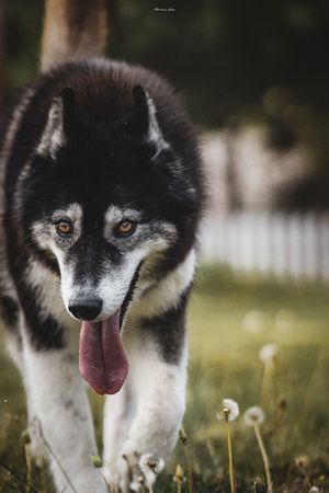 一只黑白相间的狗伸出舌头在草地上走路