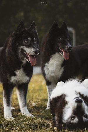 3只黑白相间的狗并排站立