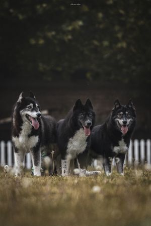 三只黑白相间的狗站在一个田野里