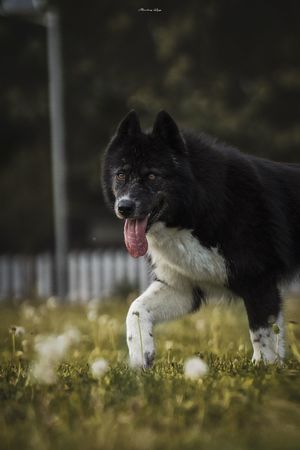 一只黑白相间的狗在草地上奔跑
