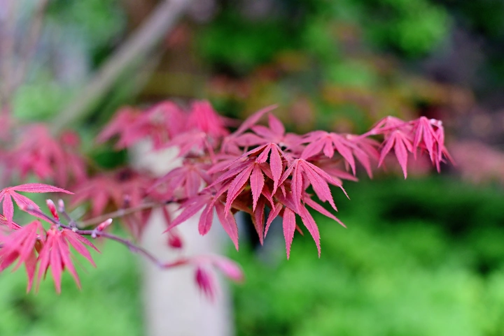 红枫