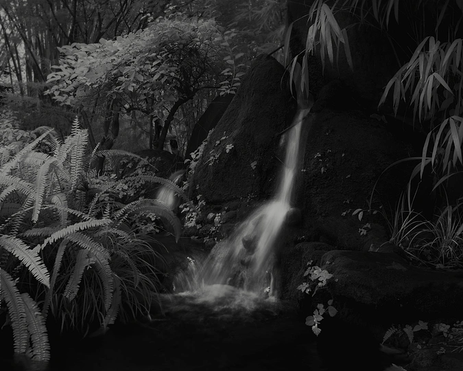 在蕨类植物和植物的森林中 黑白相间的瀑布