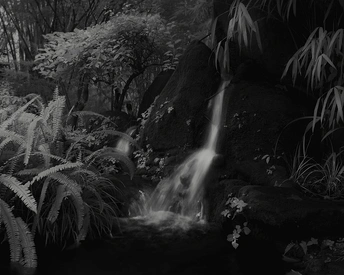 在蕨类植物和植物的森林中 黑白相间的瀑布