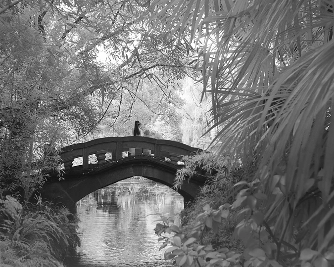 一只黑白相间的狗站在一条小河上的桥上