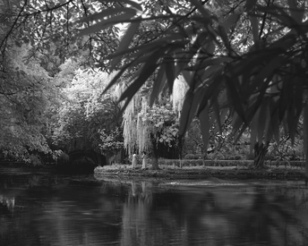 森林中的一条小溪或湖泊的黑白照片