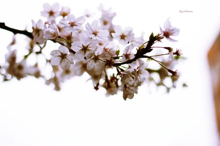 遥远的花期