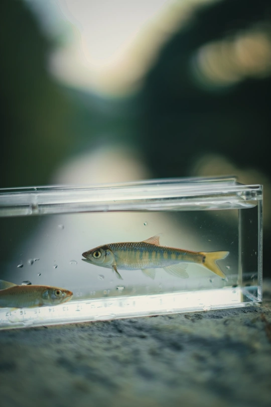 有小鱼在里面游动的小水族馆