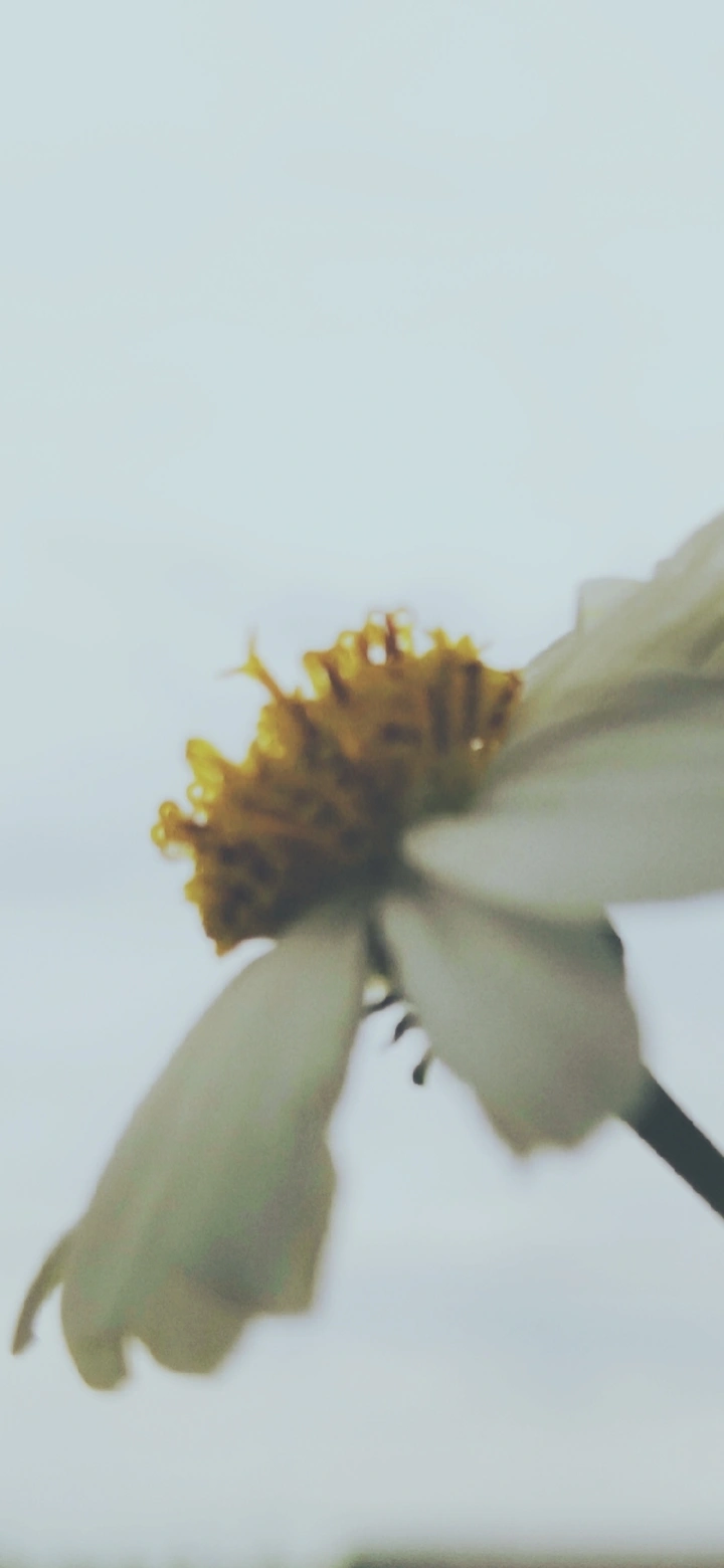 雏菊