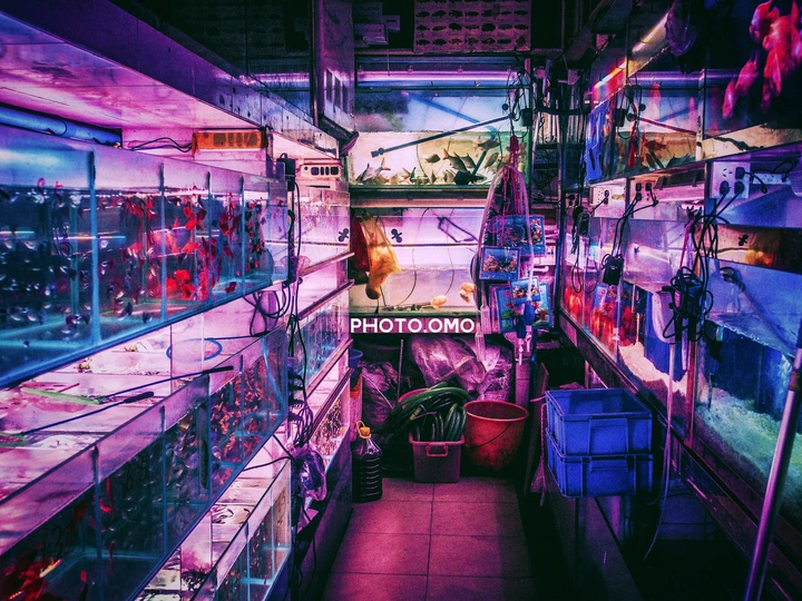 水族一角