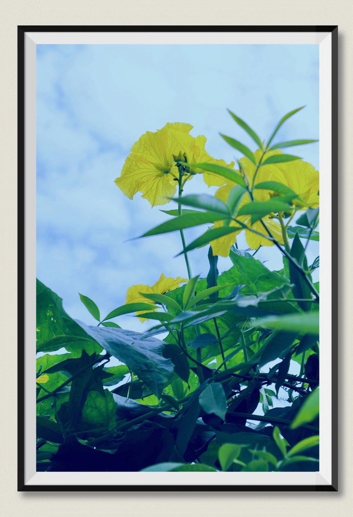 丝瓜花