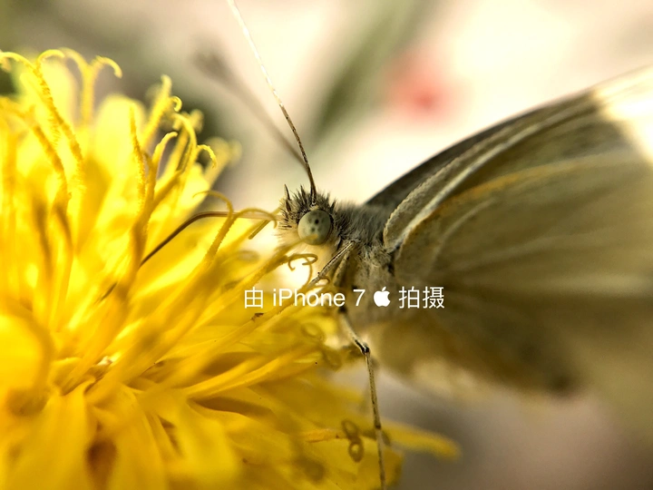 估计没几次再发米拍了