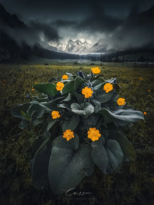 夜晚的田野里的黄色花朵