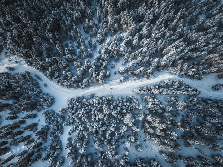 雪松
