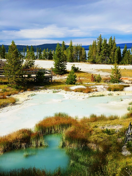 带有蓝色水池和绿色树木的风景