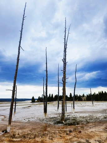 死树在湖泊的淹没区域中站立。