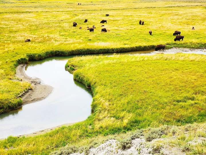一群野牛在一片绿色的草地上吃草 旁边有一条流水的小溪。