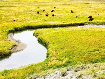 一群野牛在一片绿色的草地上吃草 旁边有一条流水的小溪。