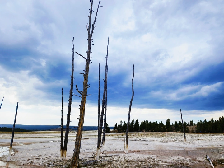 洪水区域中直立的死树 背景是天空