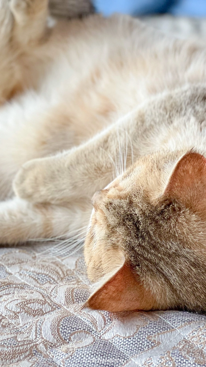 猫咪的躺平日记