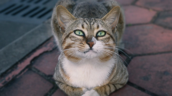 一只猫猫